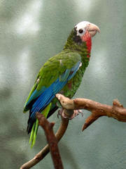 Cuban Parrot